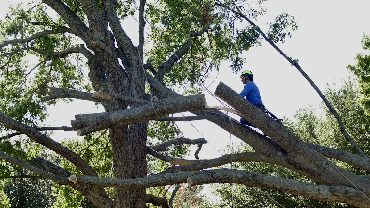 Professional Crown Thinning performed by certified arborists in Pauls Valley