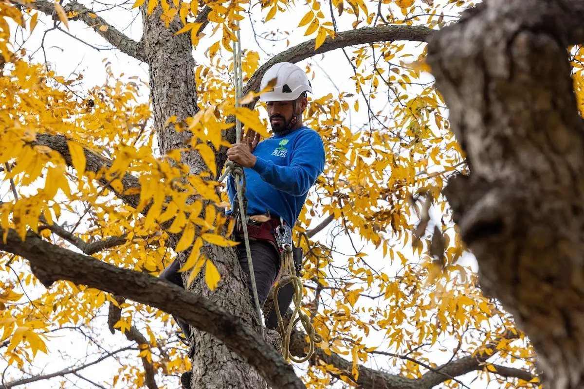 Skilled Tree Pruning crew working in Pauls Valley