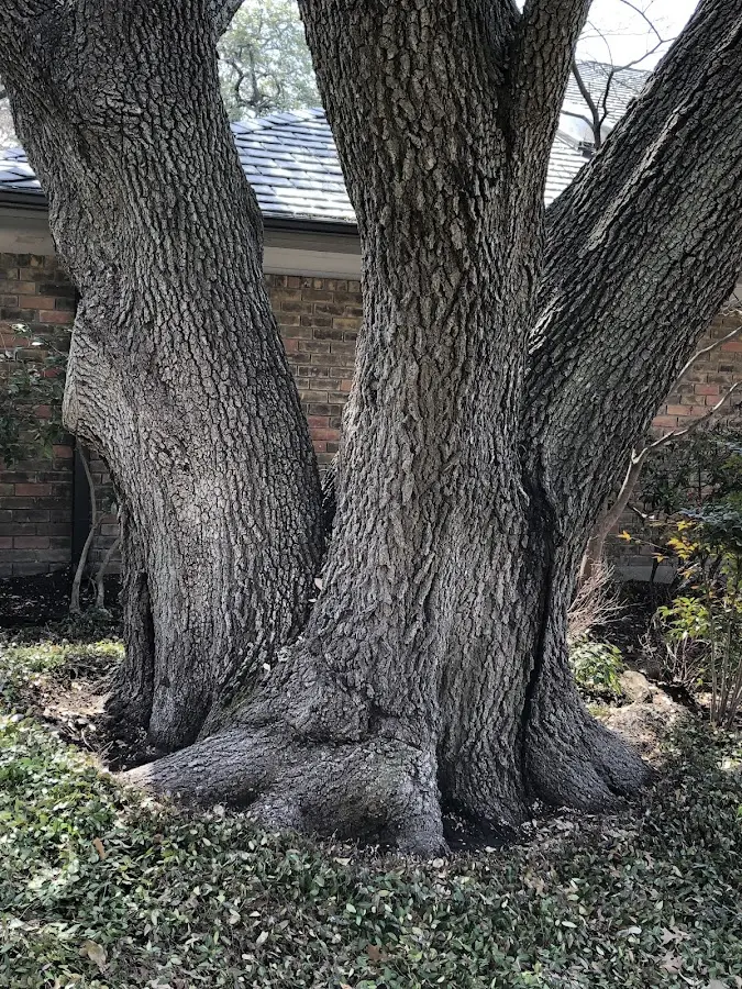 Mature heritage tree close to a Pauls Valley property cared for by certified arborists
